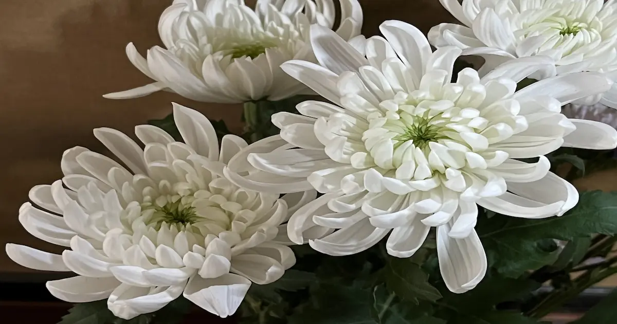告別式会場に飾られている菊の花